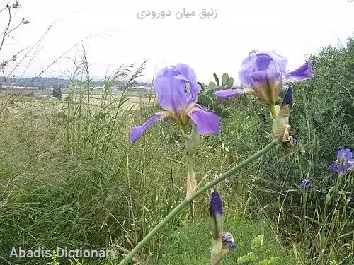 زنبق میان دورودی